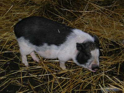 Borage, the truffling pig